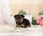 Puppy 9 Poodle (Toy)-Yorkshire Terrier Mix