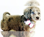 Puppy 7 Australian Labradoodle-Miniature Bernedoodle Mix