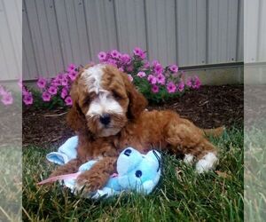 Goldendoodle (Miniature) Puppy for sale in GORDONVILLE, PA, USA