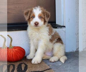 Bernedoodle (Miniature) Puppy for sale in NARVON, PA, USA