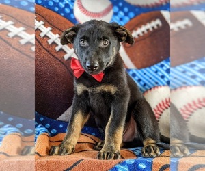 German Shepherd Dog Puppy for sale in LINCOLN UNIV, PA, USA