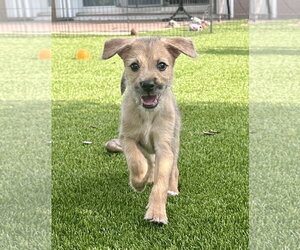 Australian Shepherd-Unknown Mix Dogs for adoption in Royal Palm Beach, FL, USA
