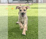 Small Australian Shepherd Mix