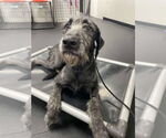 Small #1 Great Dane Mix