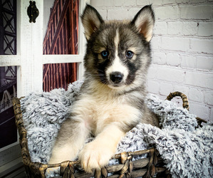 Siberian Husky Puppy for sale in UNION GROVE, AL, USA