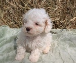 Puppy Hendrix Poodle (Miniature)
