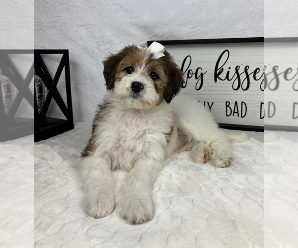 Medium Photo #4 Bernedoodle (Miniature) Puppy For Sale in GREENFIELD, IN, USA