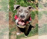 Small #1 American Pit Bull Terrier-American Staffordshire Terrier Mix