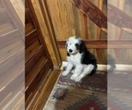 Small Photo #2 Australian Shepherd-Old English Sheepdog Mix Puppy For Sale in BROKEN BOW, OK, USA