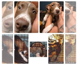 American Pit Bull Terrier Puppy for sale in LEITCHFIELD, KY, USA