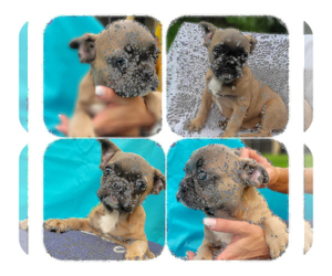 French Bulldog Puppy for sale in TAMPA, FL, USA