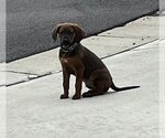 Small #3 Coonhound Mix