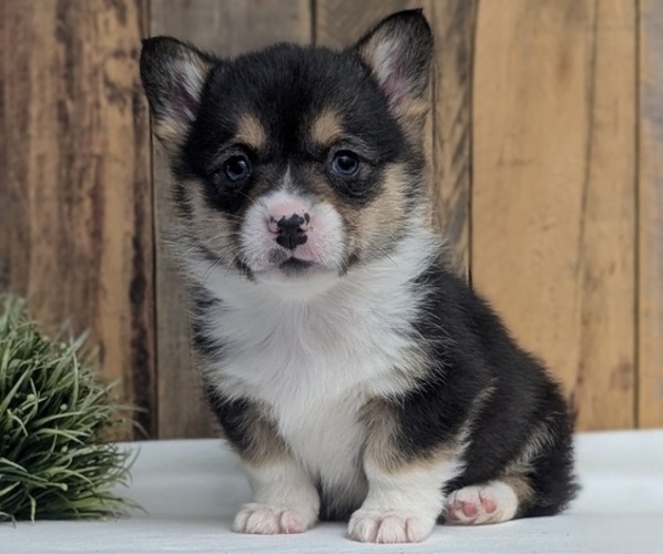 Medium Photo #4 Pembroke Welsh Corgi Puppy For Sale in GOSHEN, IN, USA