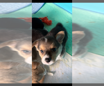 Puppy Potter Pembroke Welsh Corgi