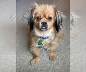 Pomeranian-Unknown Mix Dogs for adoption in Bellevue, WA, USA