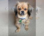 Small Pomeranian Mix