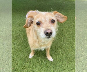 Mutt Dogs for adoption in La Verne, CA, USA