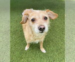 Maude - Female Mutt Dog for Adoption - Small photo
