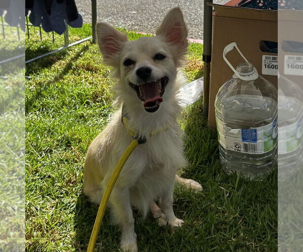 Medium Photo #1 Maltipom Puppy For Sale in Chico, CA, USA