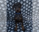 Puppy Blue collar Doberman Pinscher