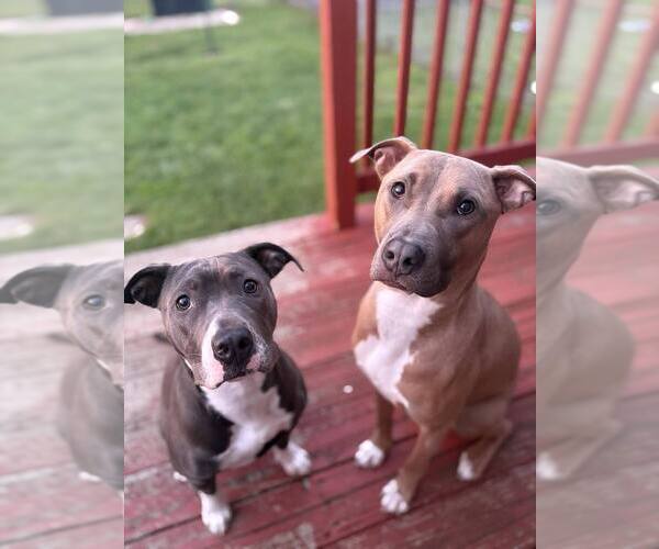 Medium Photo #16 American Pit Bull Terrier-American Staffordshire Terrier Mix Puppy For Sale in Wenonah, NJ, USA