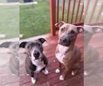 Small #15 American Pit Bull Terrier-American Staffordshire Terrier Mix