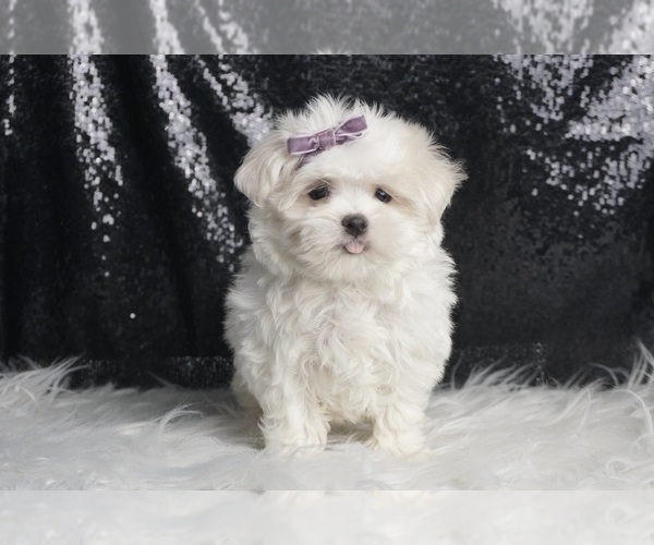 Medium Photo #3 Maltese Puppy For Sale in WARSAW, IN, USA