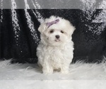 Small #2 Maltese