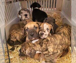 Great Dane Puppy for sale in FAIRMONT, MN, USA