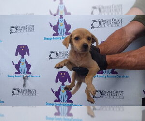 Chihuahua-Unknown Mix Dogs for adoption in Orlando, FL, USA