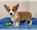 Small Photo #2 Pembroke Welsh Corgi Puppy For Sale in CLARK, MO, USA