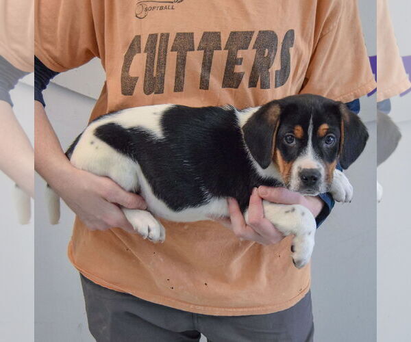 Medium Photo #2 Bagle Hound Puppy For Sale in Huntley, IL, USA