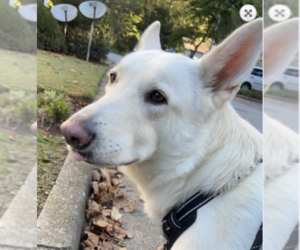 Unknown-white german shepherd Mix Dogs for adoption in Decatur, GA, USA