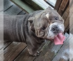 Small American Bully