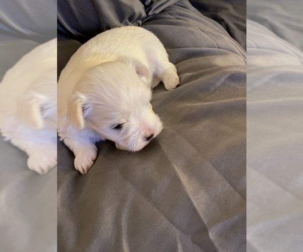 Medium Photo #1 Maltese Puppy For Sale in LEXINGTON, KY, USA