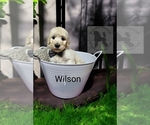 Puppy Wilson Poodle (Standard)