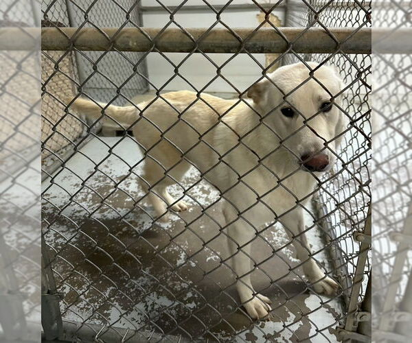 Medium Photo #13 Siberian Husky-white german shepherd Mix Puppy For Sale in Winston Salem, NC, USA