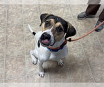 BUBA - Male American Staffordshire Terrier-Unknown Mix Dog for Adoption - Small photo