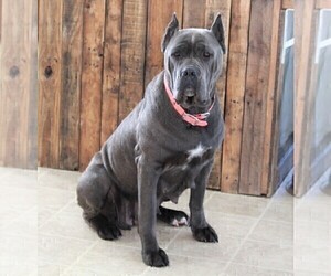 Mother of the Cane Corso puppies born on 12/05/2021