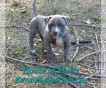 Small #6 American Pit Bull Terrier