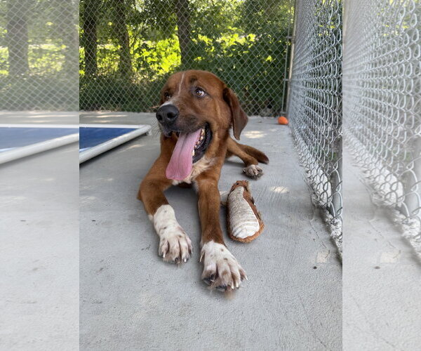 Medium Photo #1 Mutt Puppy For Sale in Woodbury, NY, USA