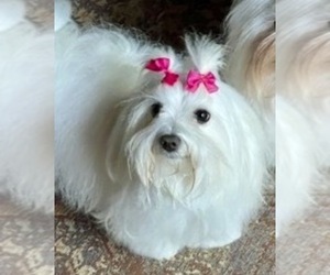 Mother of the Maltese puppies born on 12/06/2022