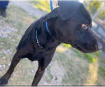 Small #3 Labrador Retriever Mix