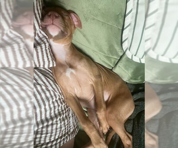 Medium Photo #5 Mutt Puppy For Sale in Philadelphia, PA, USA