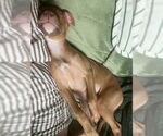 Small #4 Mutt