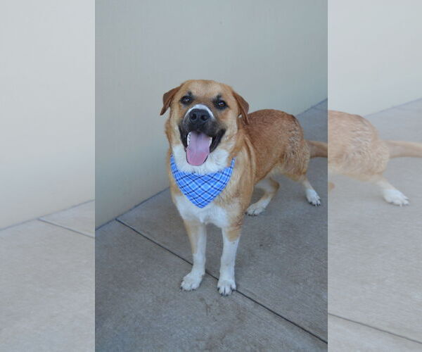 Medium Photo #1 Labrador Retriever-Unknown Mix Puppy For Sale in McKinney, TX, USA