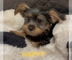 Small #1 Yorkshire Terrier