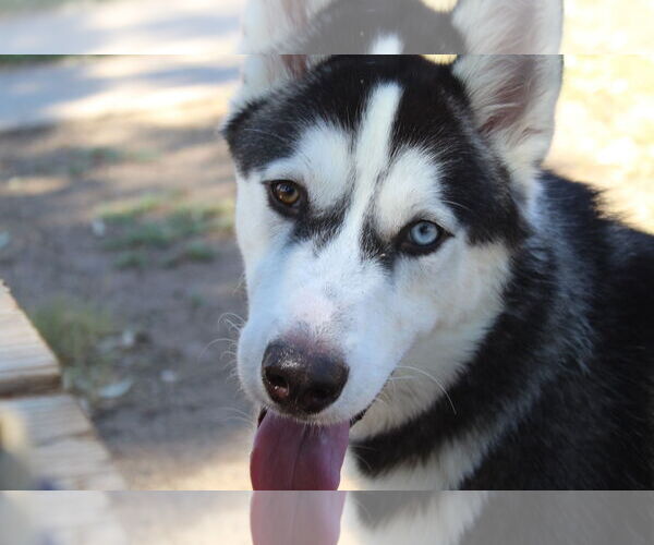 Medium Photo #2 - Mix Puppy For Sale in El Centro, CA, USA