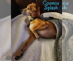 Small Photo #4 Chiweenie Puppy For Sale in San Antonio, TX, USA