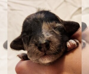 Aussiedoodle Miniature  Puppy for sale in COLUMBIA, TN, USA
